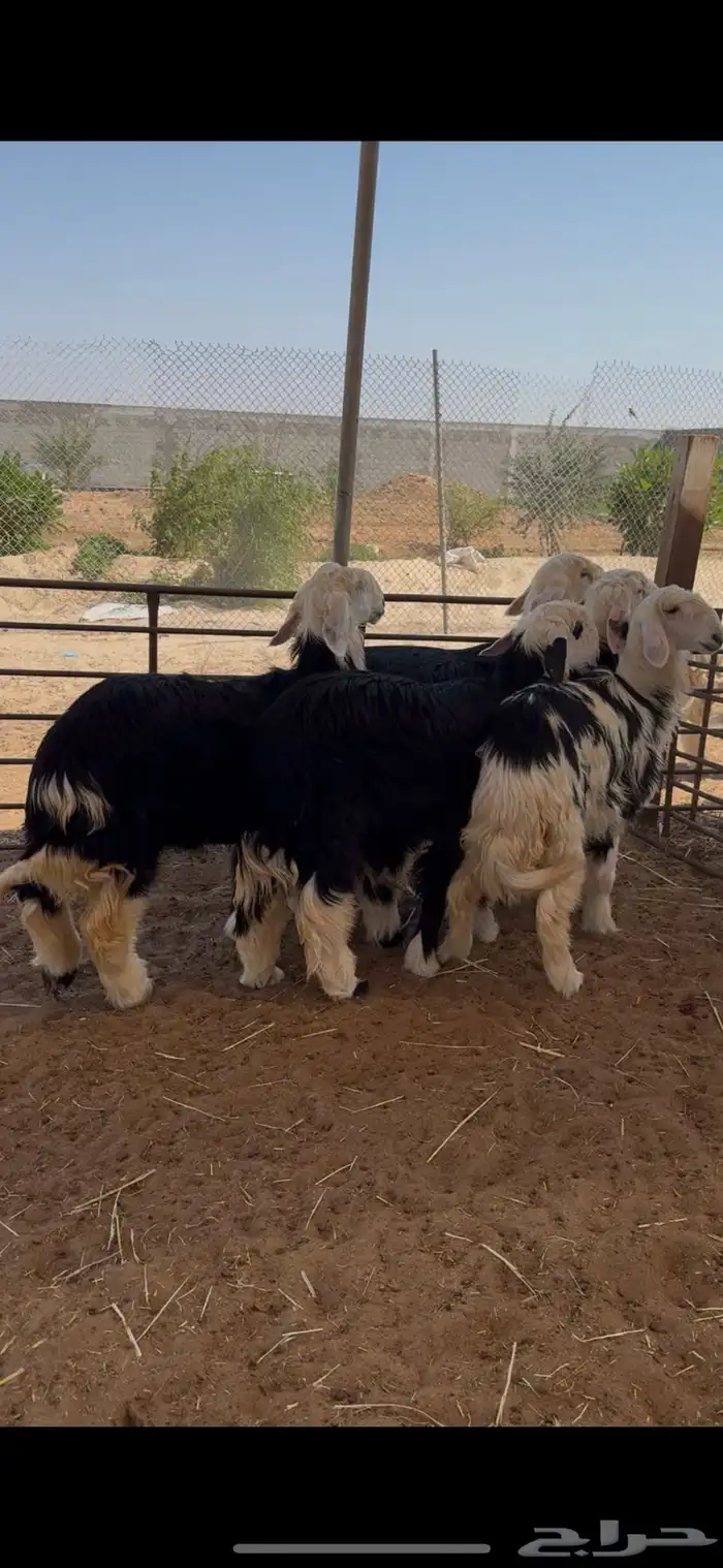 جذعات نجد صنف طيبات 3