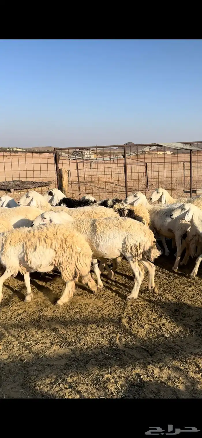 غنم حريات حرش 2