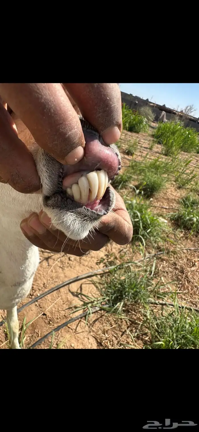 نعجه حريه والد توم 5