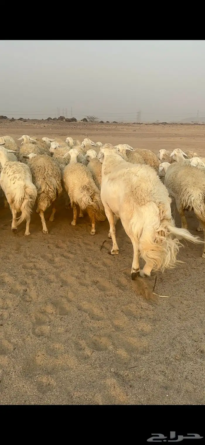 غنم حرية رخال مراح واحد وسم واحد 47 تحتها 1 11