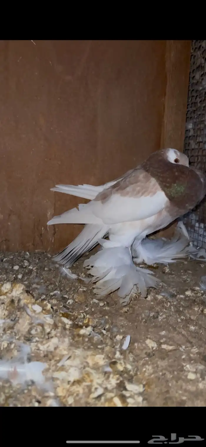 حمام زينه 12