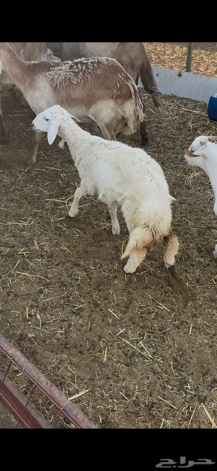 رخل حريه نضيفه ذبيحه 1