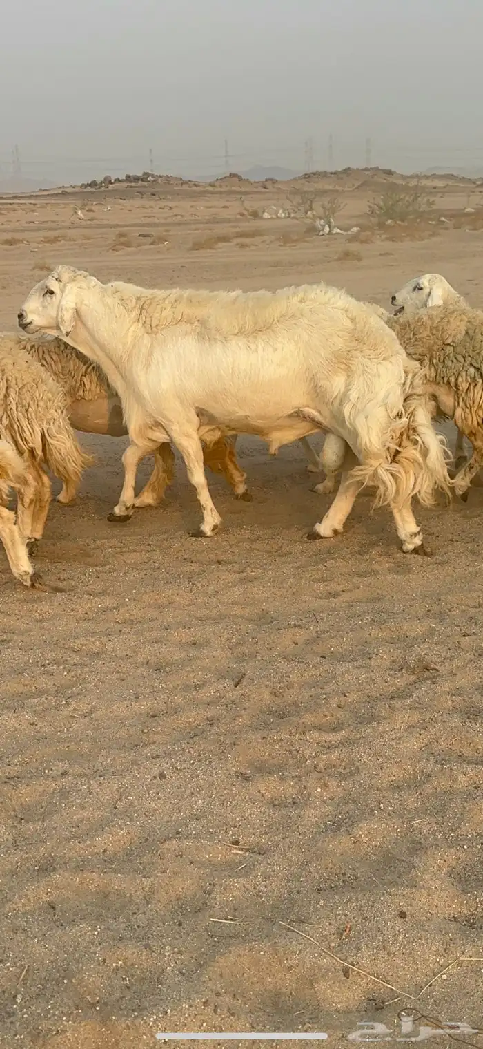 غنم حرية رخال مراح واحد وسم واحد 47 تحتها 1 5