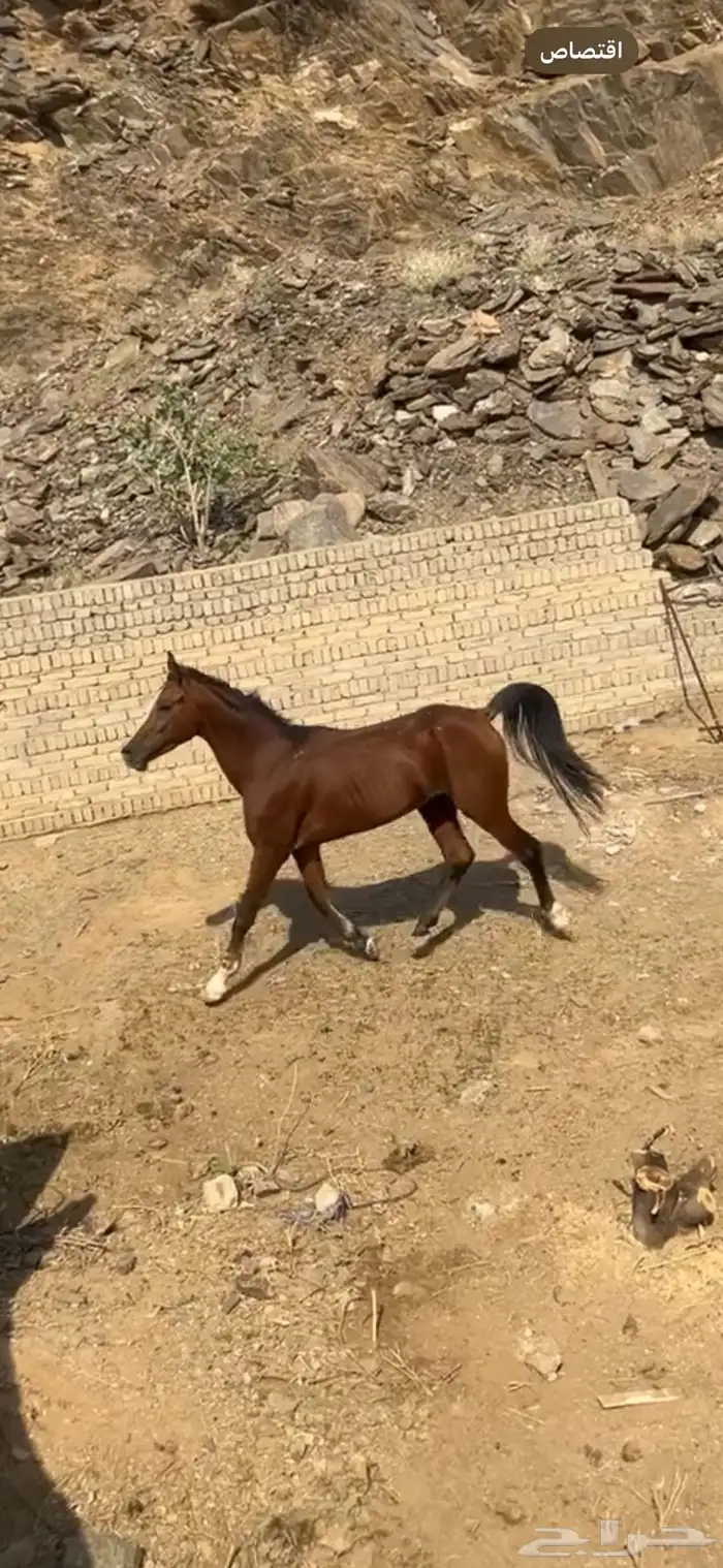 حصان للبيع . 3