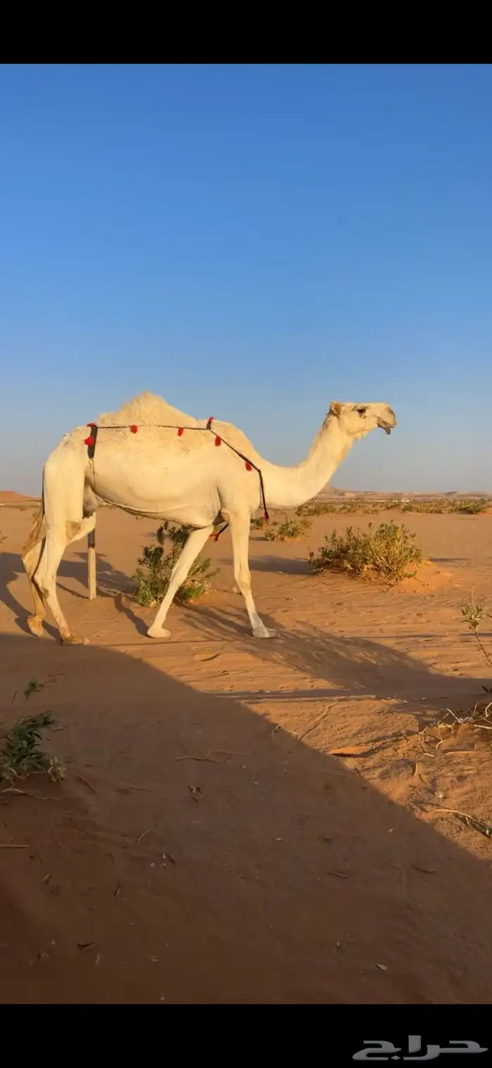 ضروبه وضحا 1