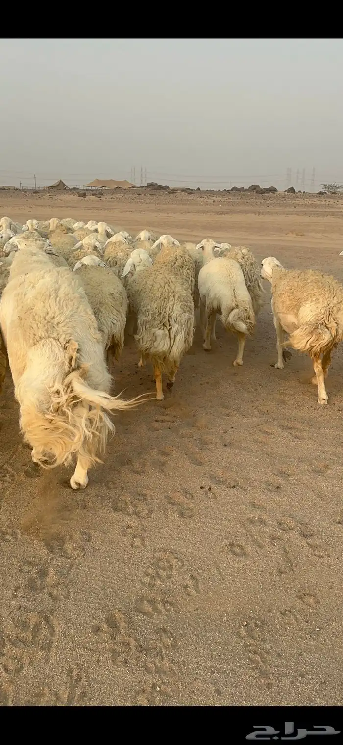 غنم حرية رخال مراح واحد وسم واحد 47 تحتها 1 9