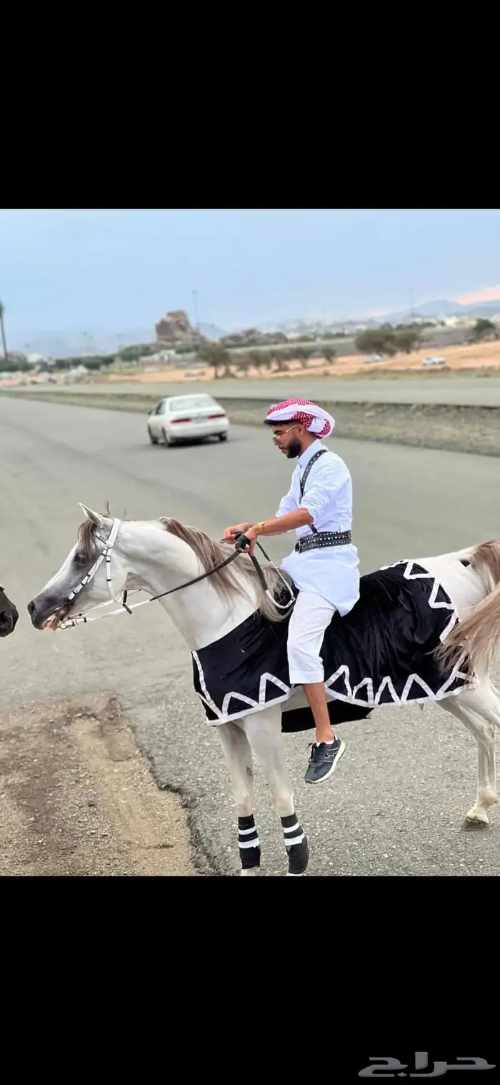 حصان مصري بيور 0