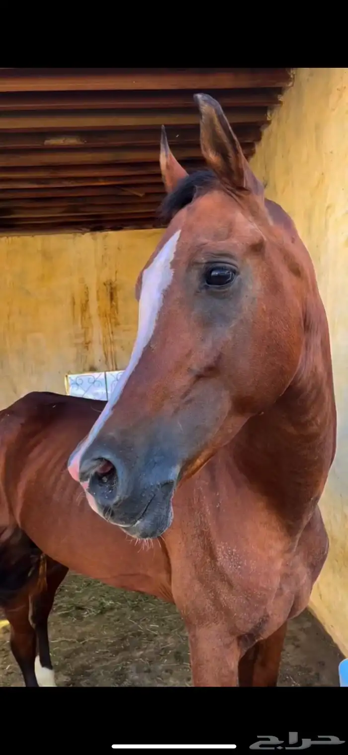 حصان للبيع . 0