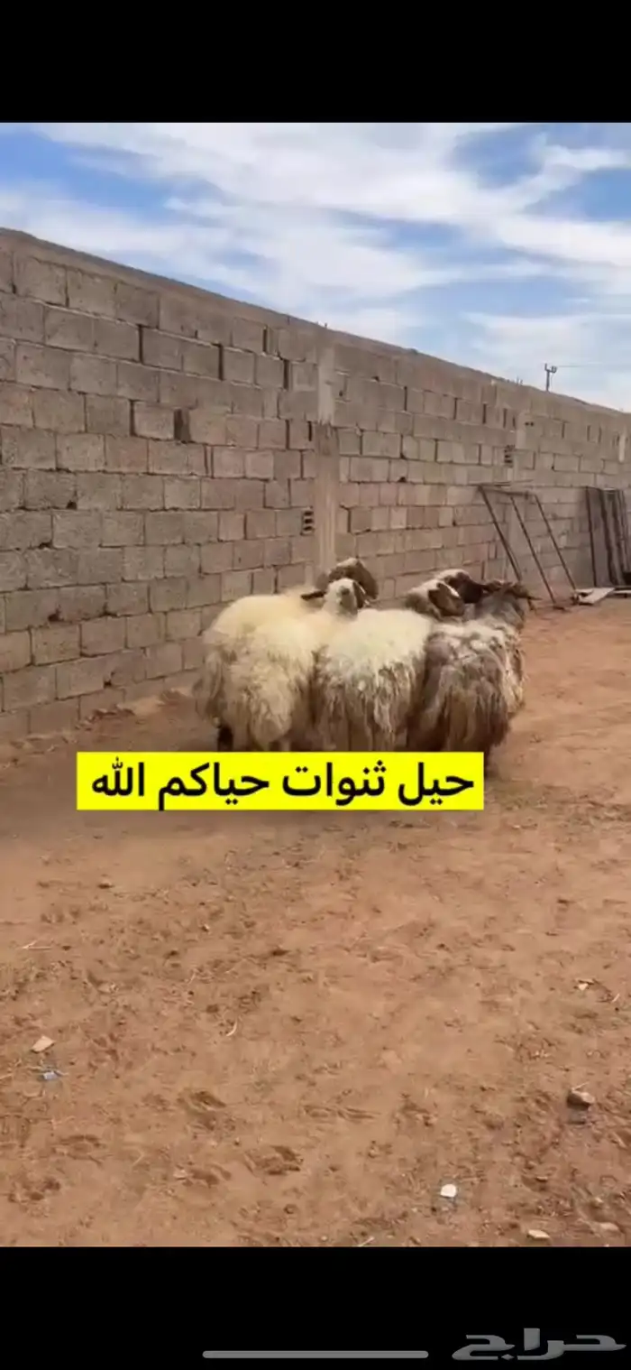 غنم نعيم حيل للبيع 1
