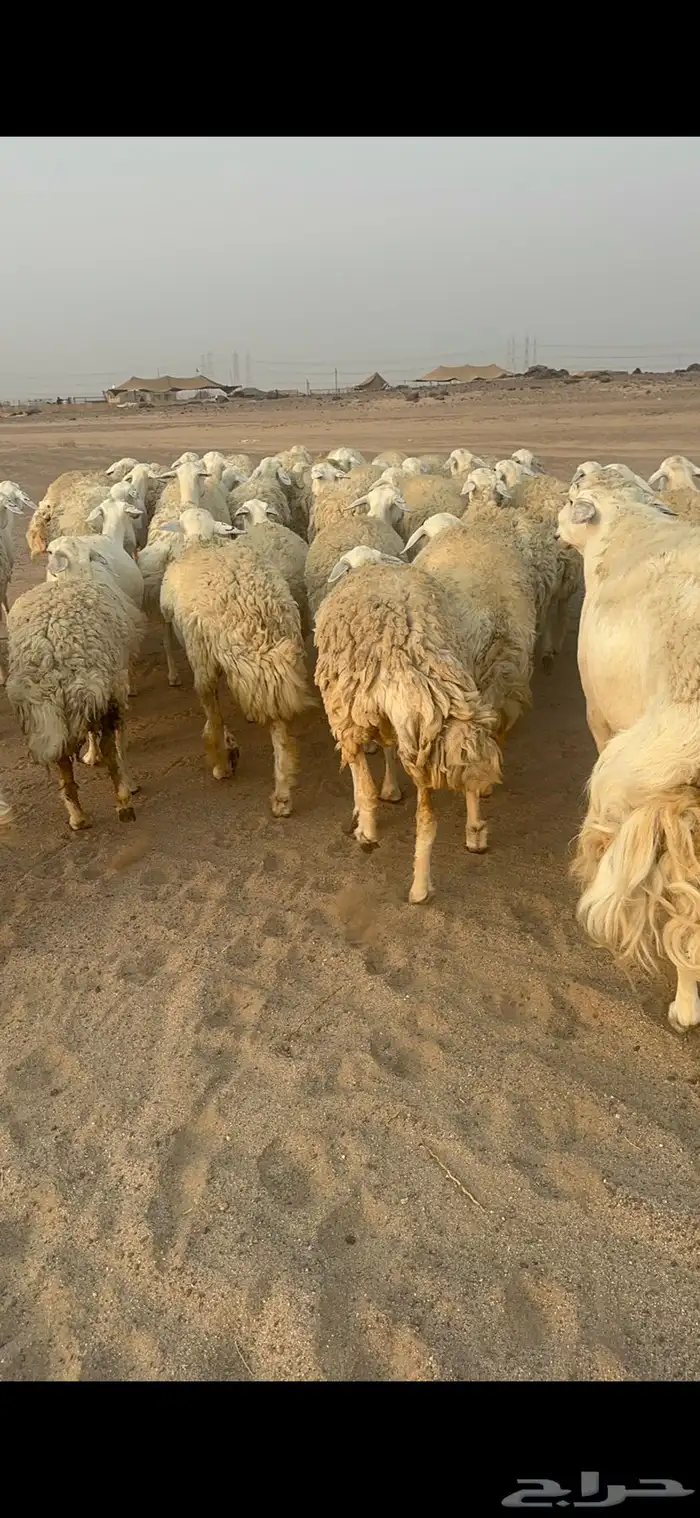 غنم حرية رخال مراح واحد وسم واحد 47 تحتها 1 8