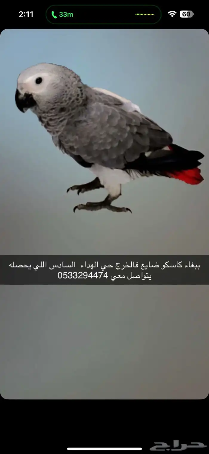 طيور كاسكو ببغاء 0