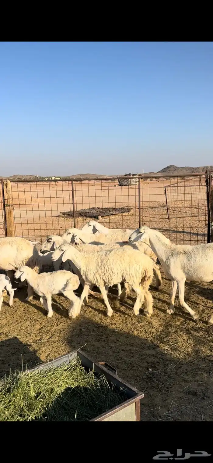 غنم حريات حرش 9