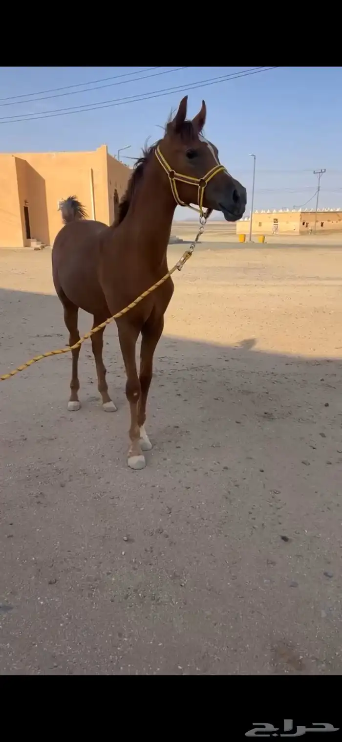 مهره العمر سبع شهور تقريبا 0