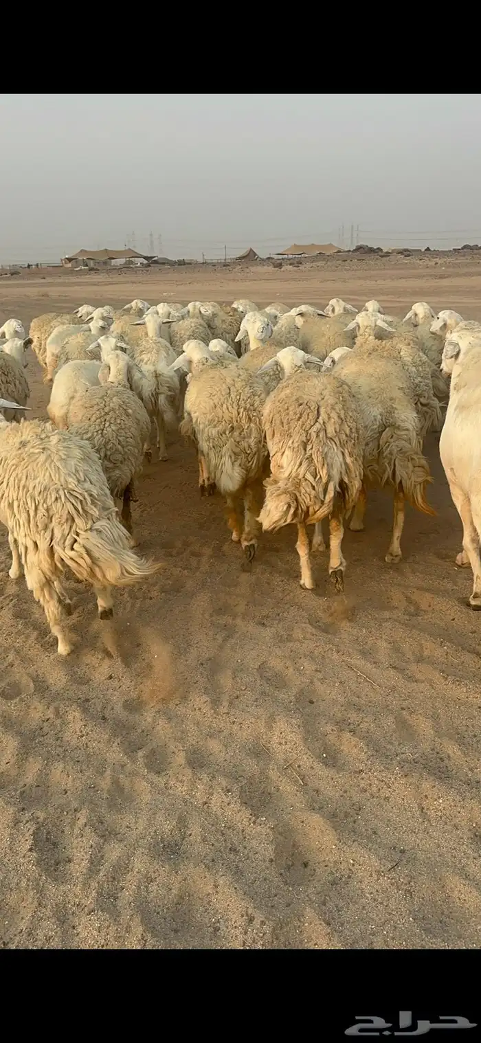 غنم حرية رخال مراح واحد وسم واحد 47 تحتها 1 7