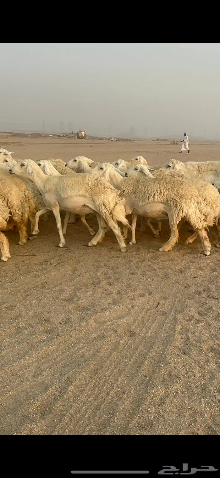 غنم حرية رخال مراح واحد وسم واحد 47 تحتها 1 1