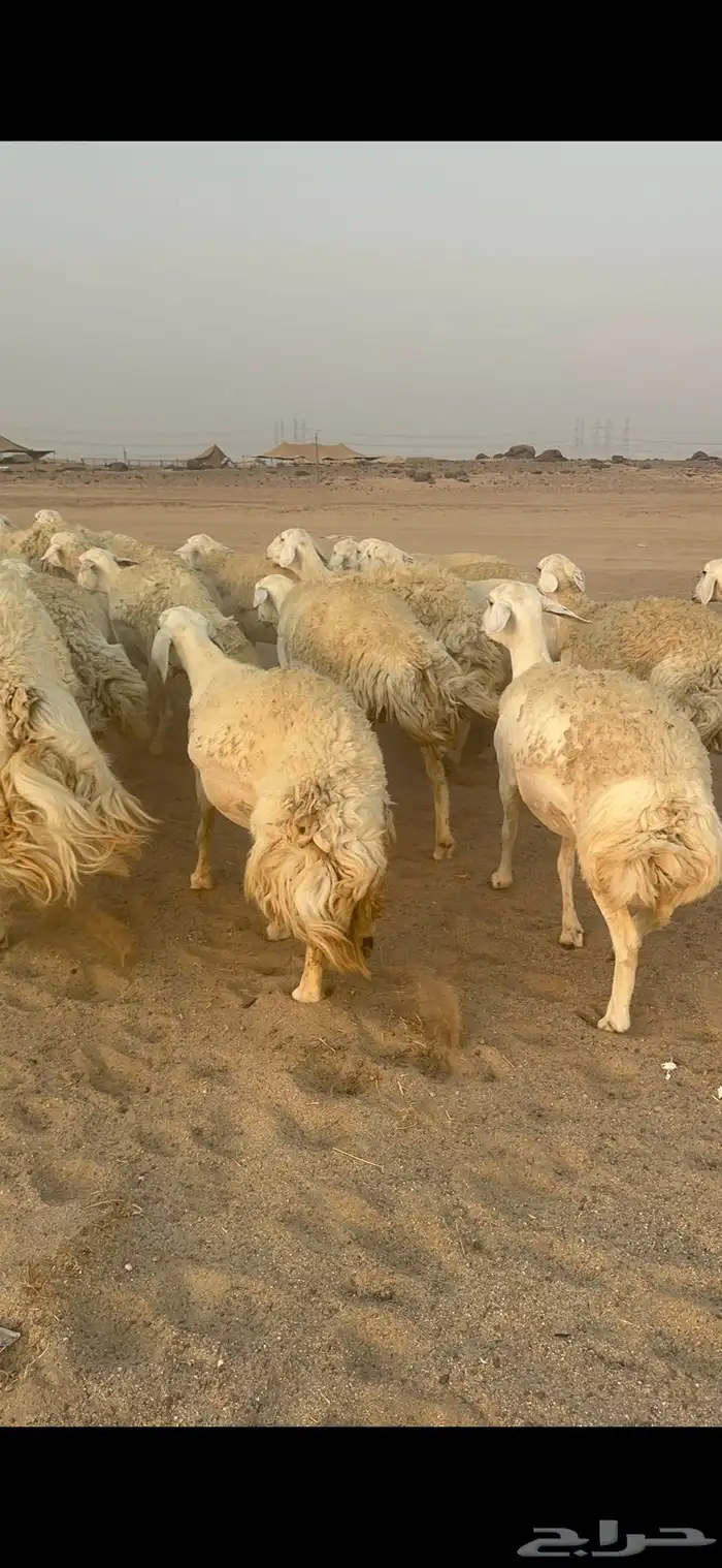 غنم حرية رخال مراح واحد وسم واحد 47 تحتها 1 17