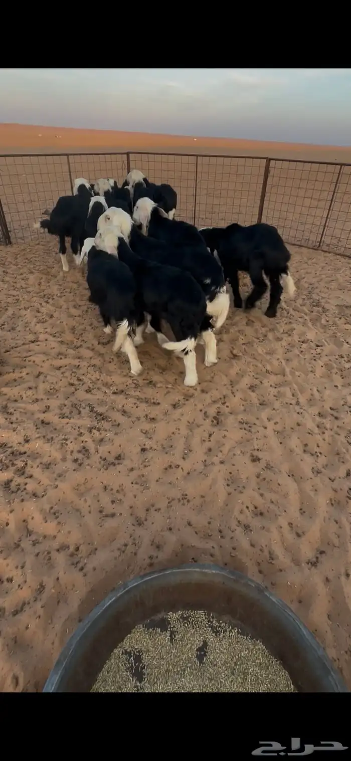 بهم نجد ثمان خرفان وسبع رخال  .عمارهن ثلاث شهور 3