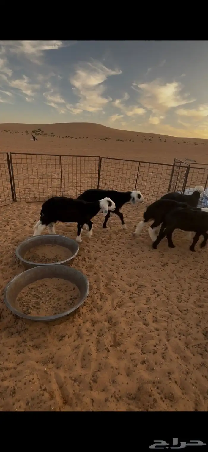 بهم نجد ثمان خرفان وسبع رخال  .عمارهن ثلاث شهور 2