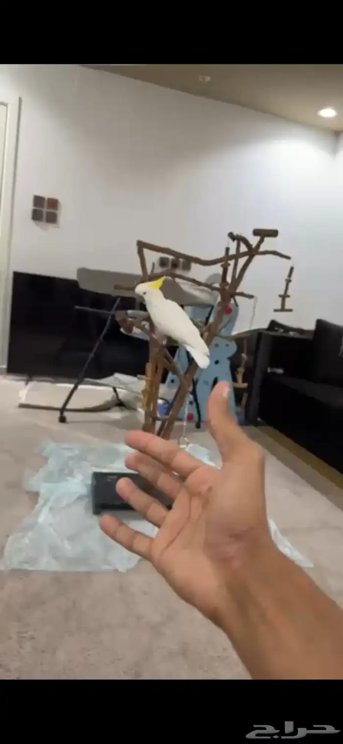 بغبغاء الكوكاتو سلفر 5