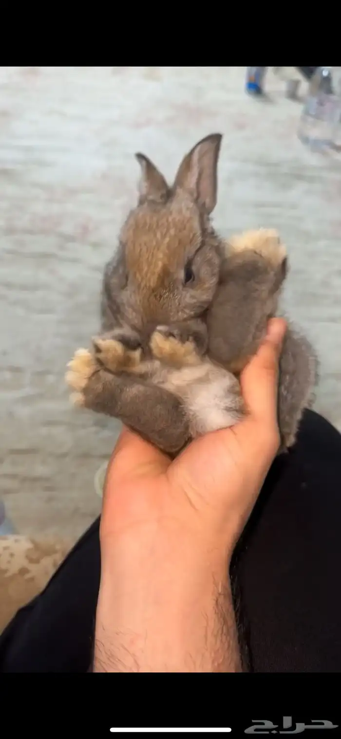 أرانب شانشلا كيوت 2