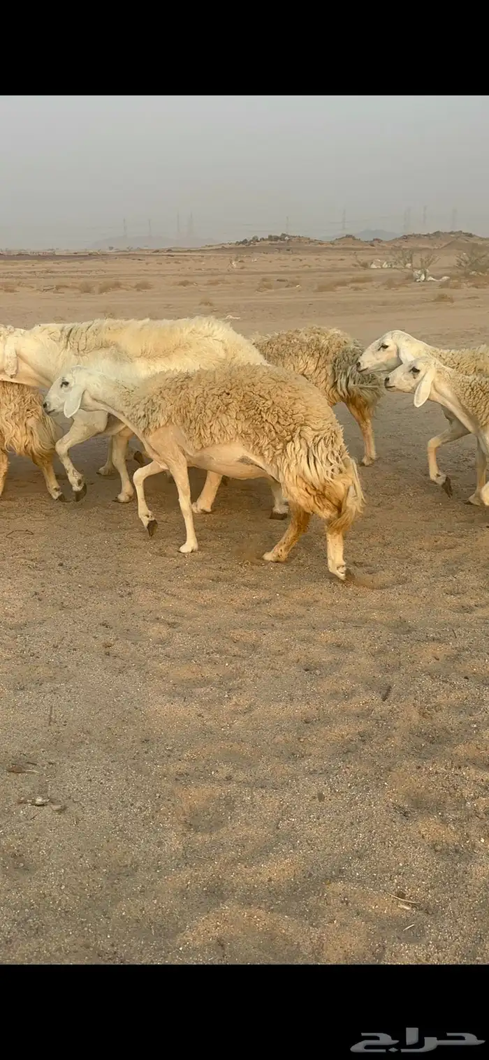 غنم حرية رخال مراح واحد وسم واحد 47 تحتها 1 6