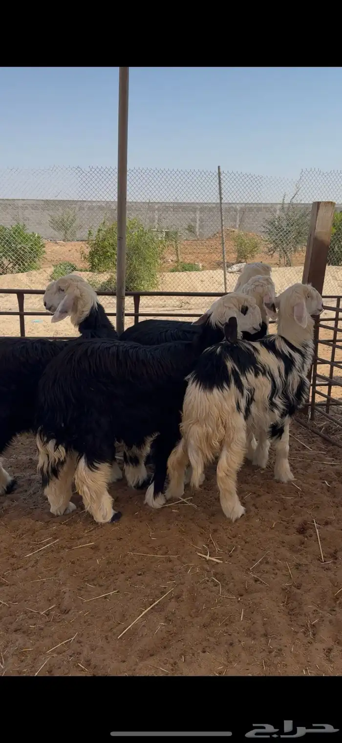 جذعات نجد صنف طيبات 0