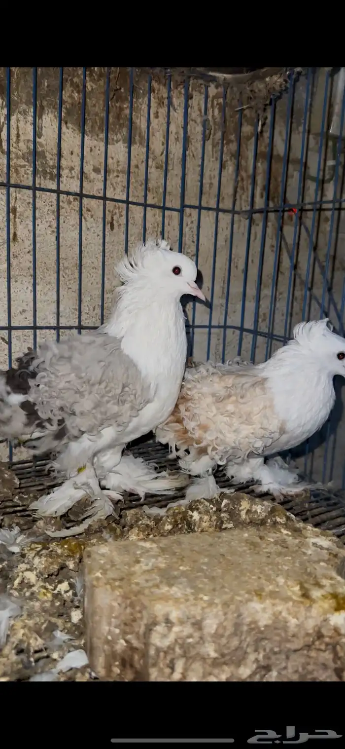 حمام زينه 34