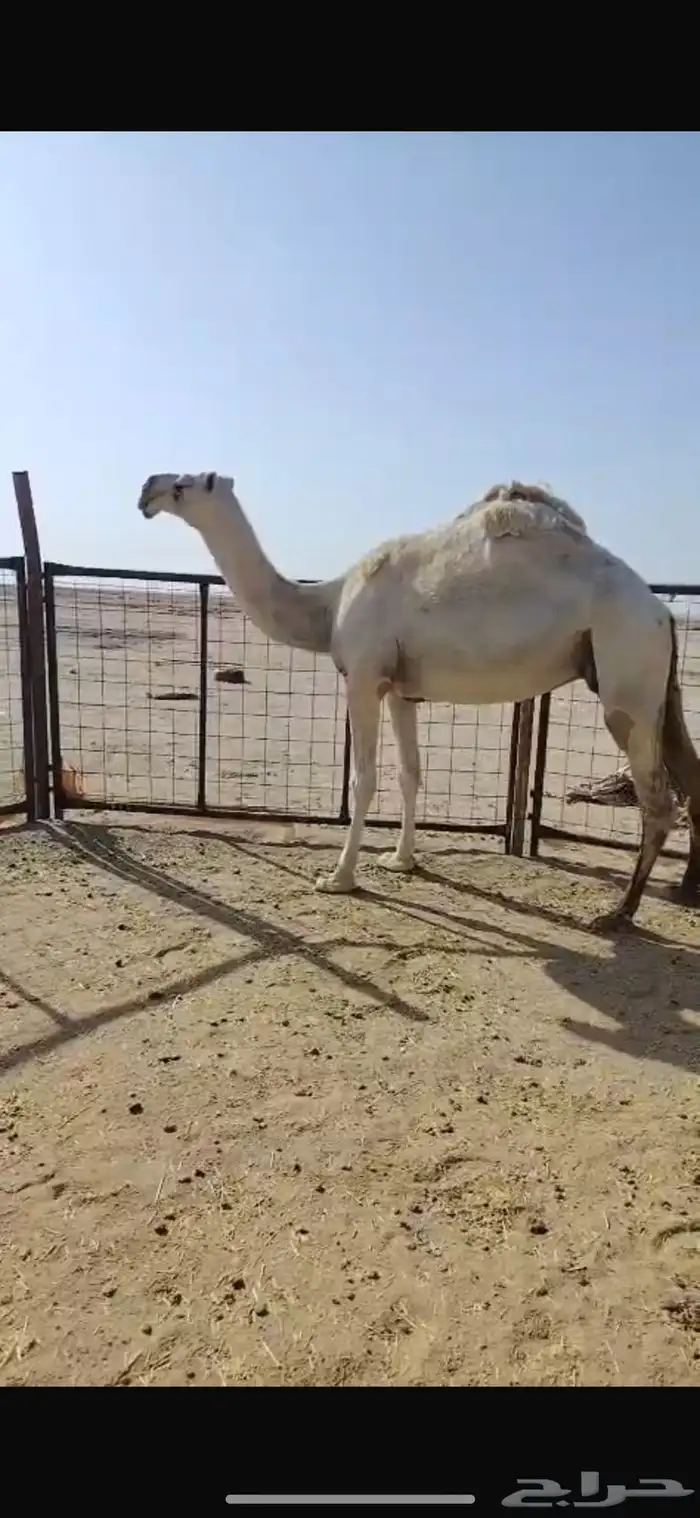 ناقه للبيع سديس 1