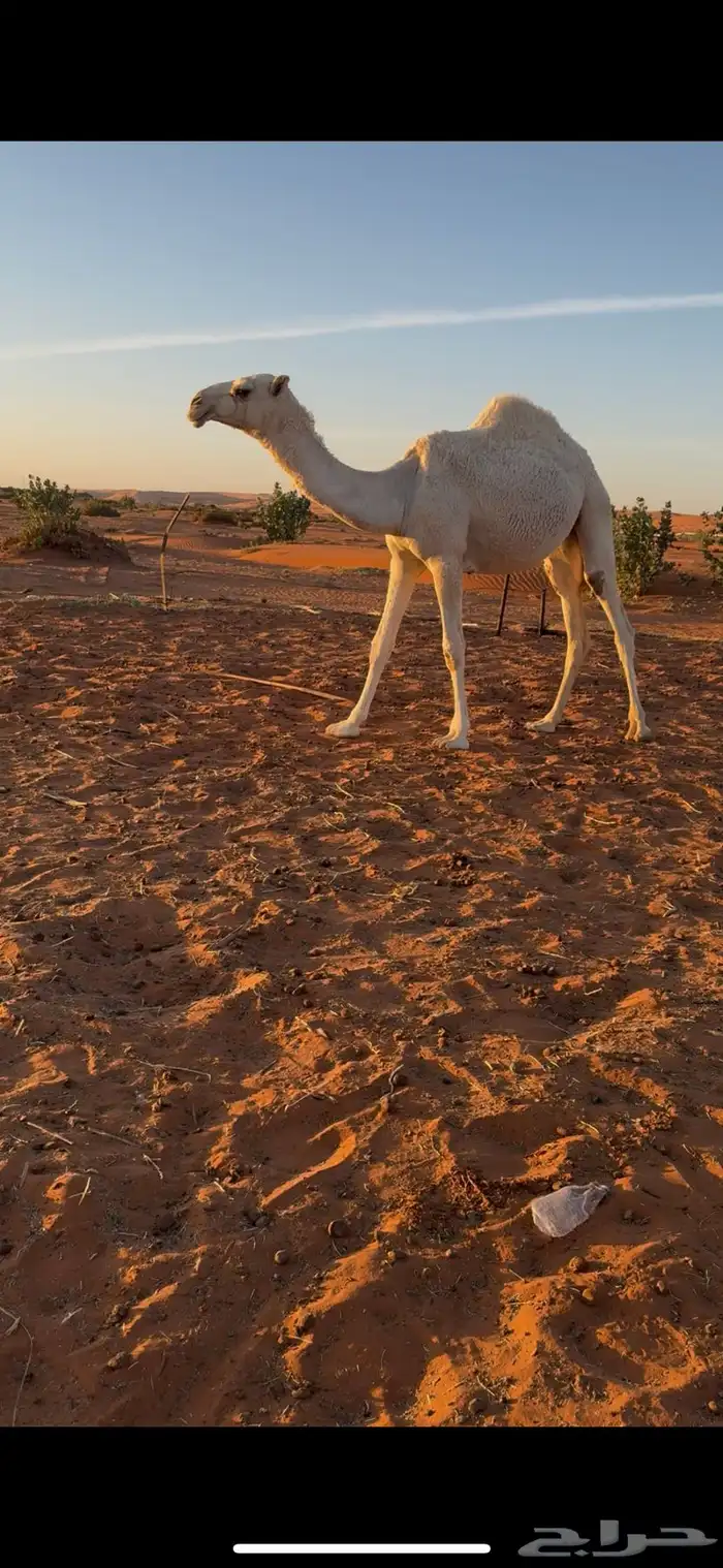 للبيع بكار مفاريد طيبات ومنوت القاني 3