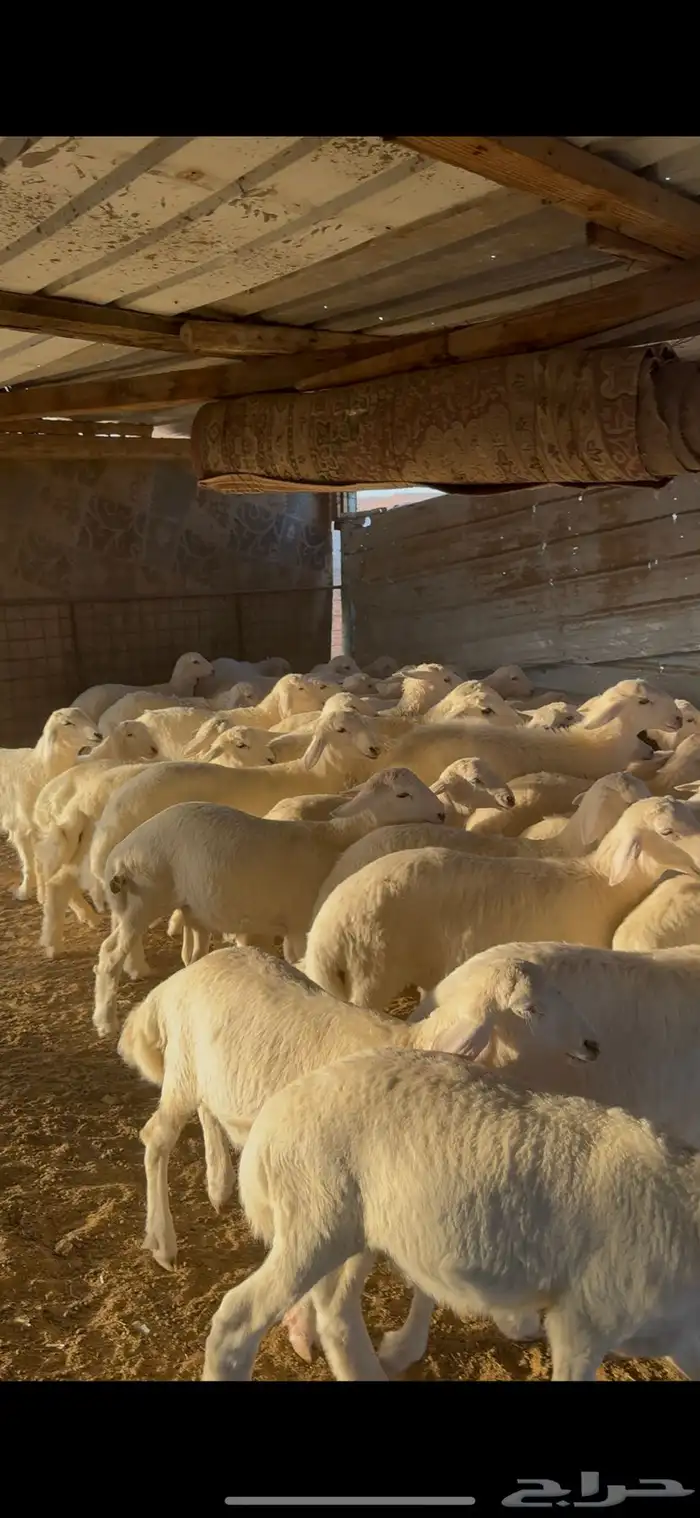 يوجود ذبايح خرفان حريات بريه يوجود جميع الأعمار . 0