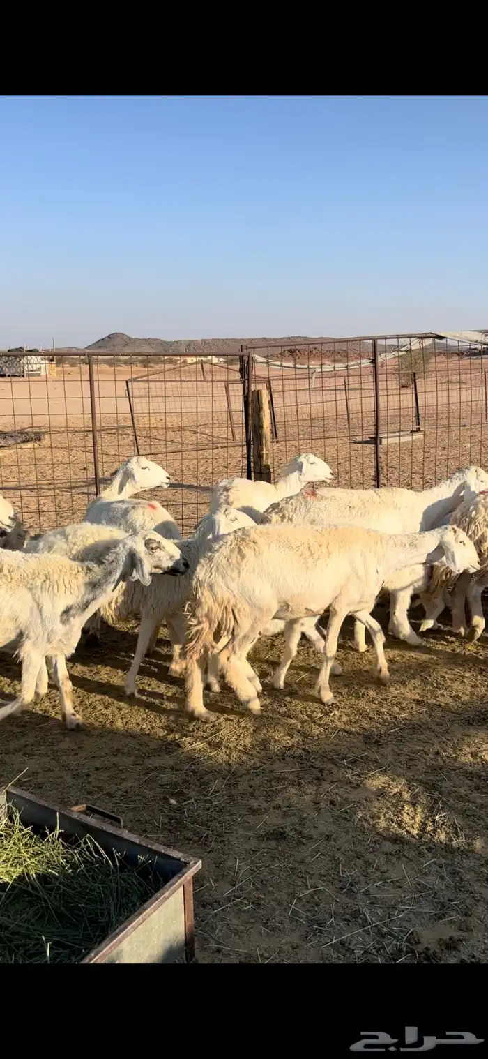 غنم حريات حرش 10