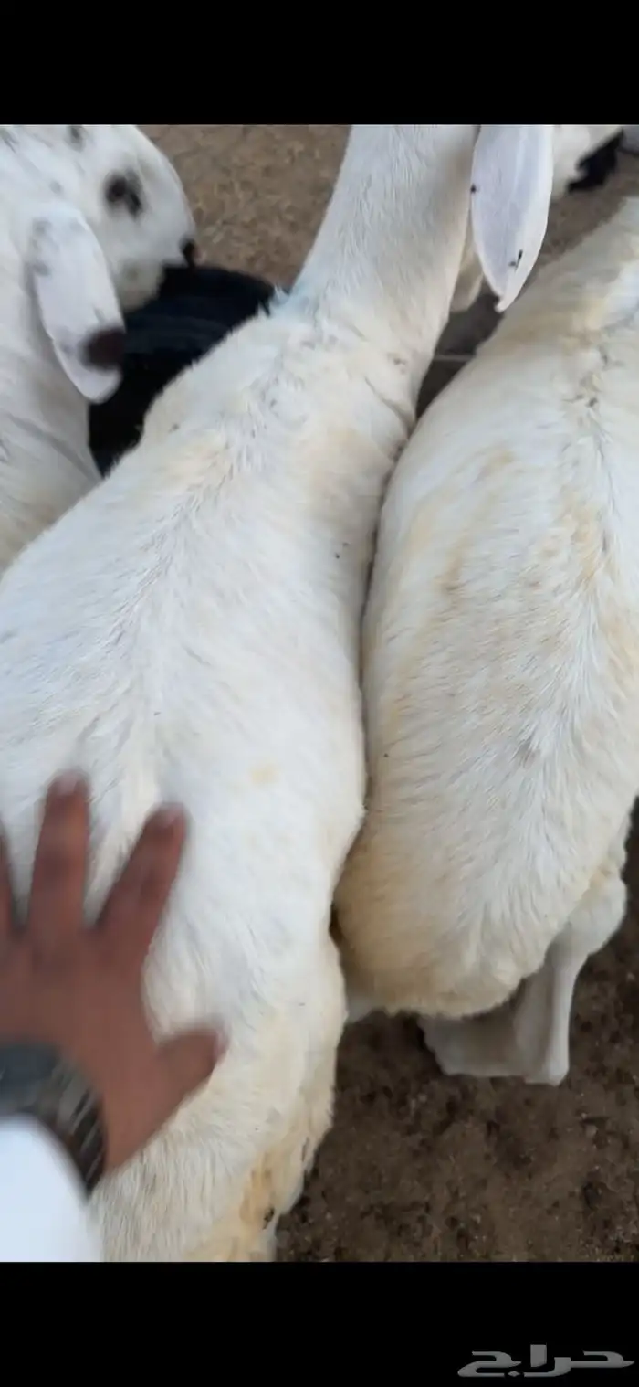 ذبايح حري وسواكني مع الذبح او الطبخ والتوصيل راجع التقييمات 8