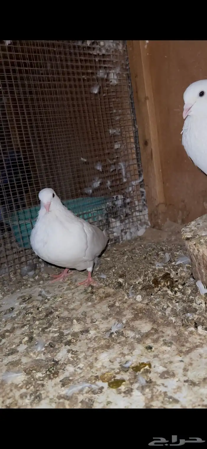 حمام زينه 21