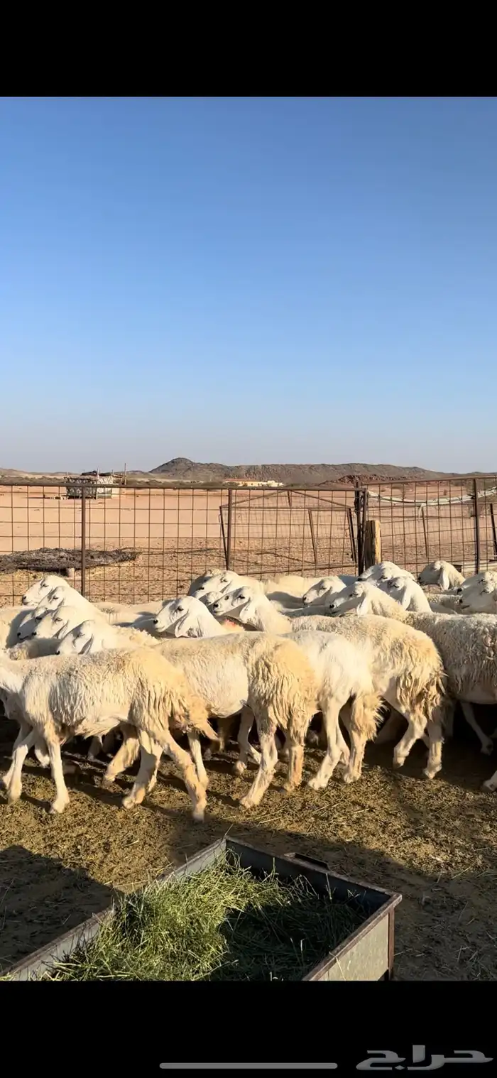 غنم حريات حرش 4