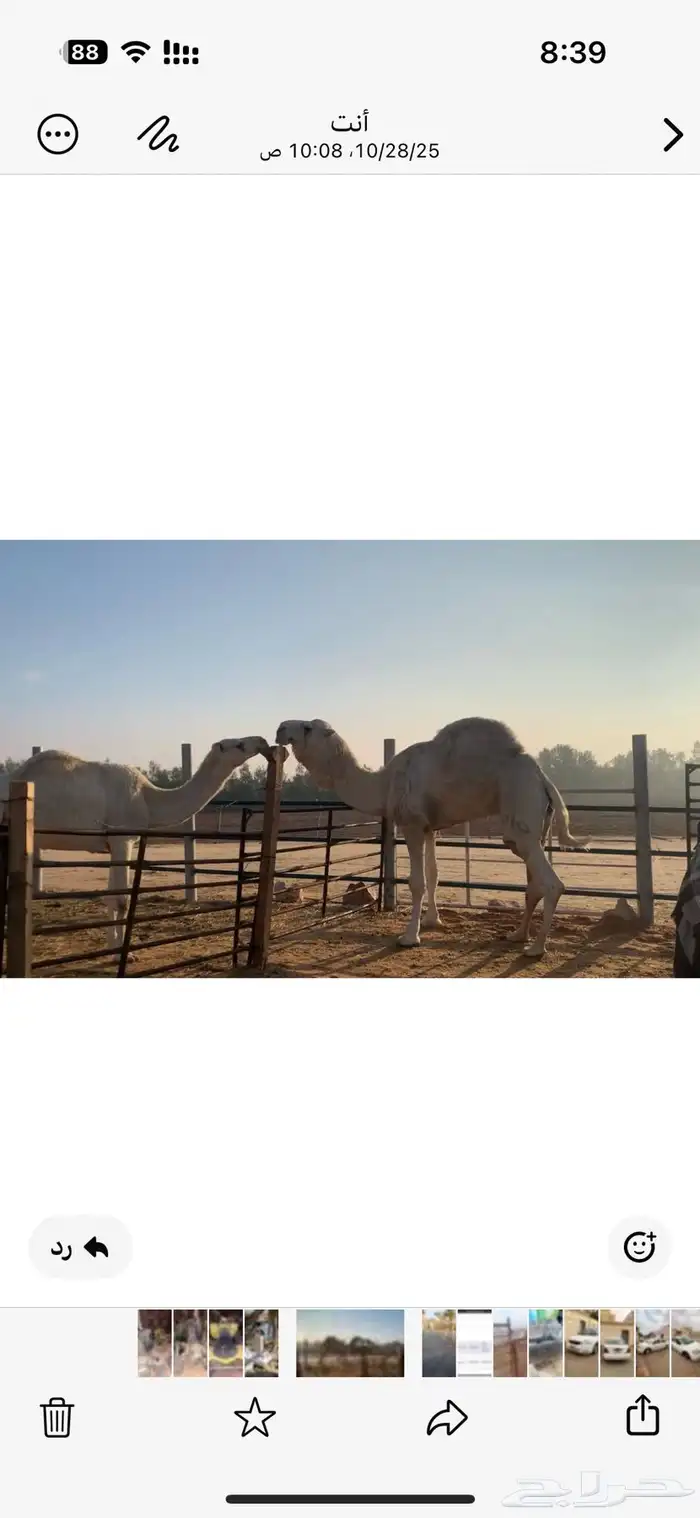 للبيع بكره بنت لقحه. باتليه 4