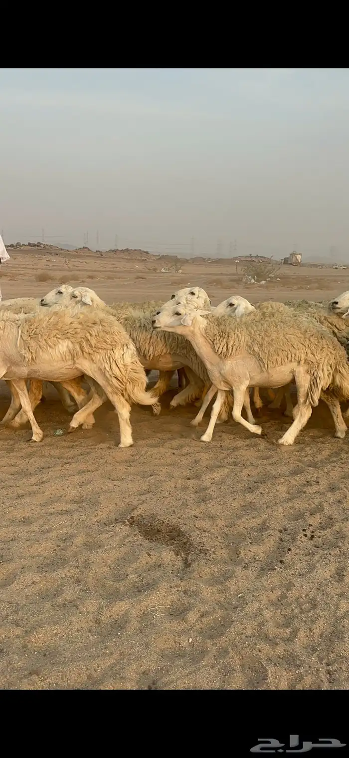 غنم حرية رخال مراح واحد وسم واحد 47 تحتها 1 16