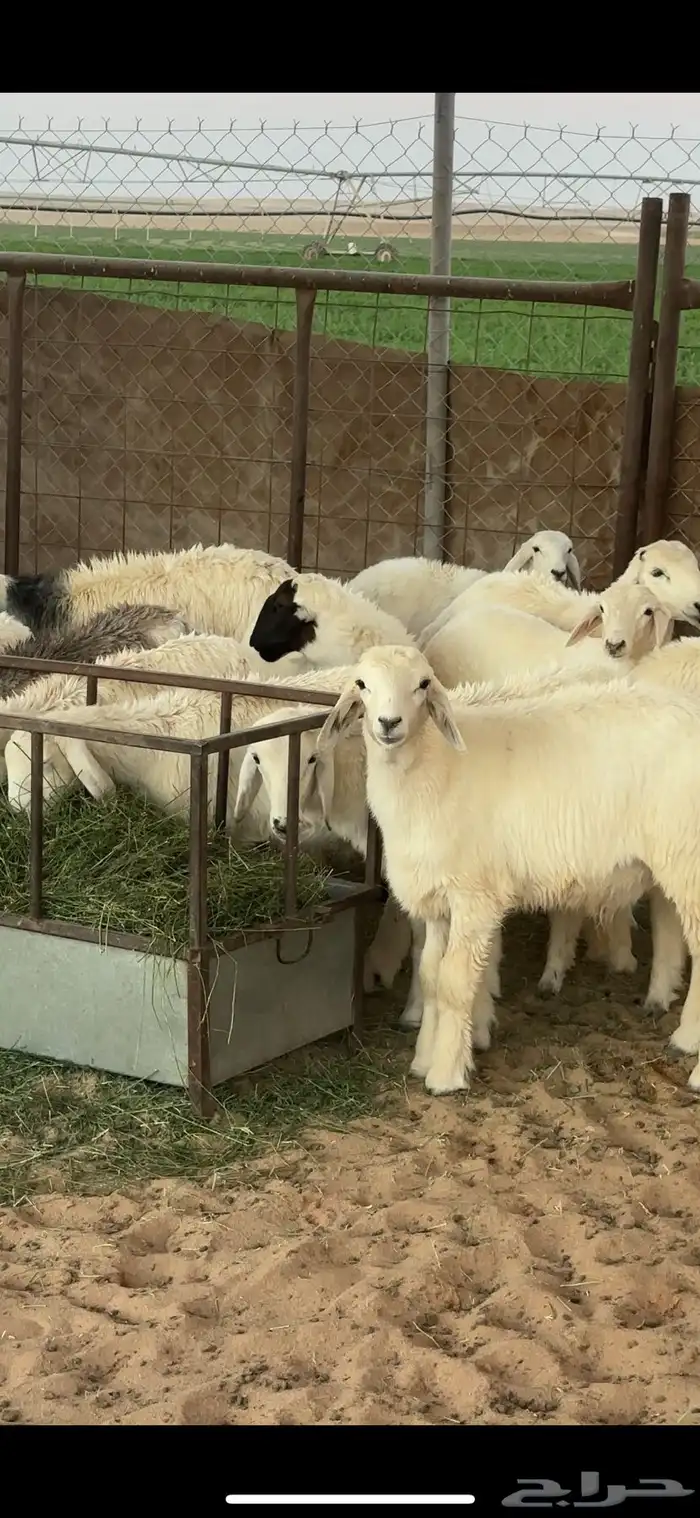 للبيع بهم العدد 24 1