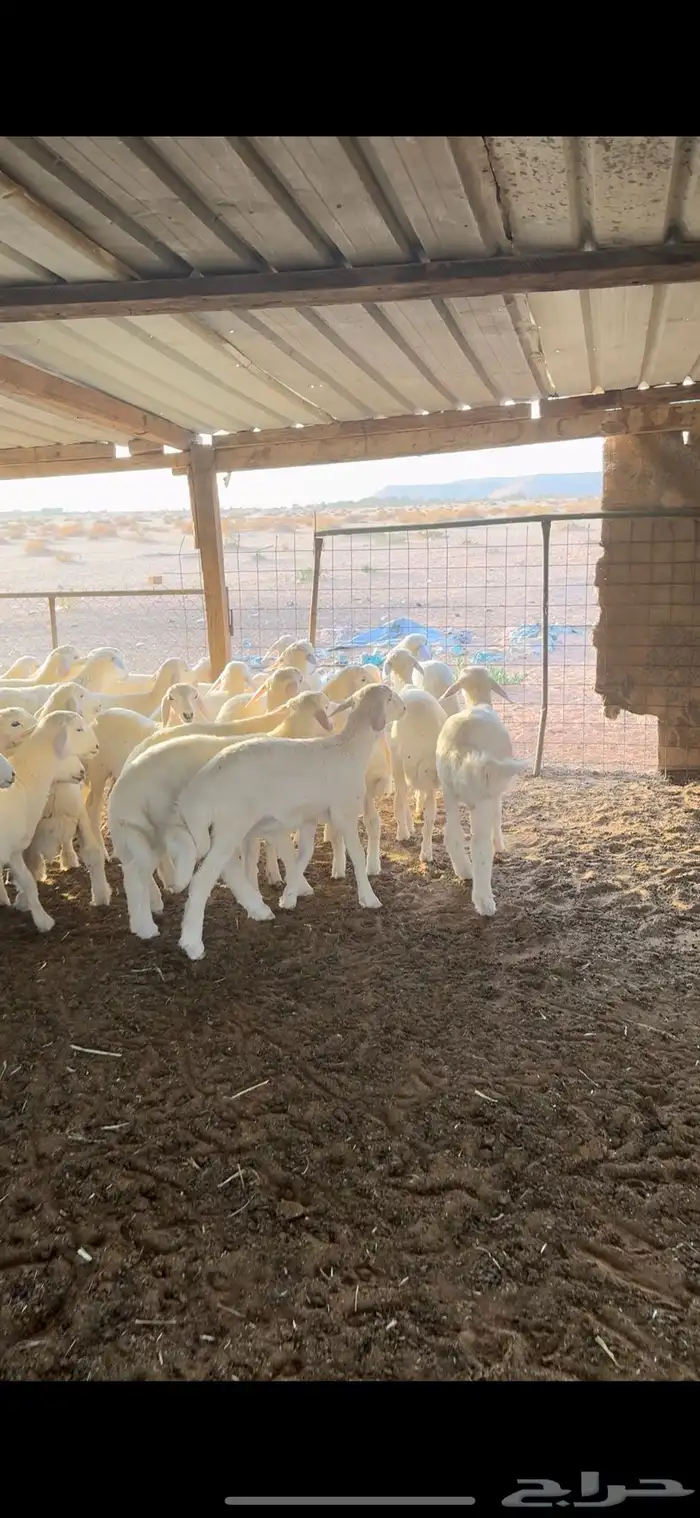 يوجود ذبايح خرفان حريات بريه يوجود جميع الأعمار . 1