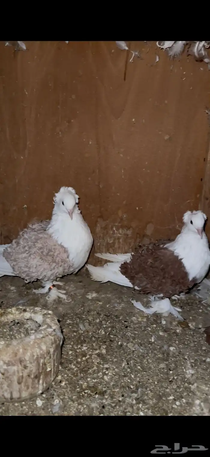 حمام زينه 25