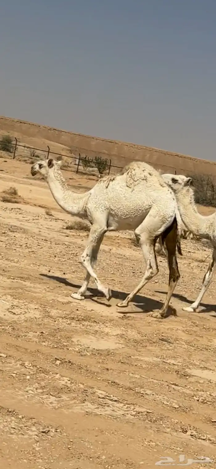 عشراء نظير 2