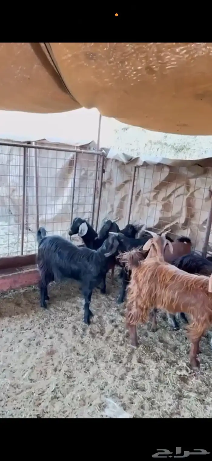 معزا مضاريع 3