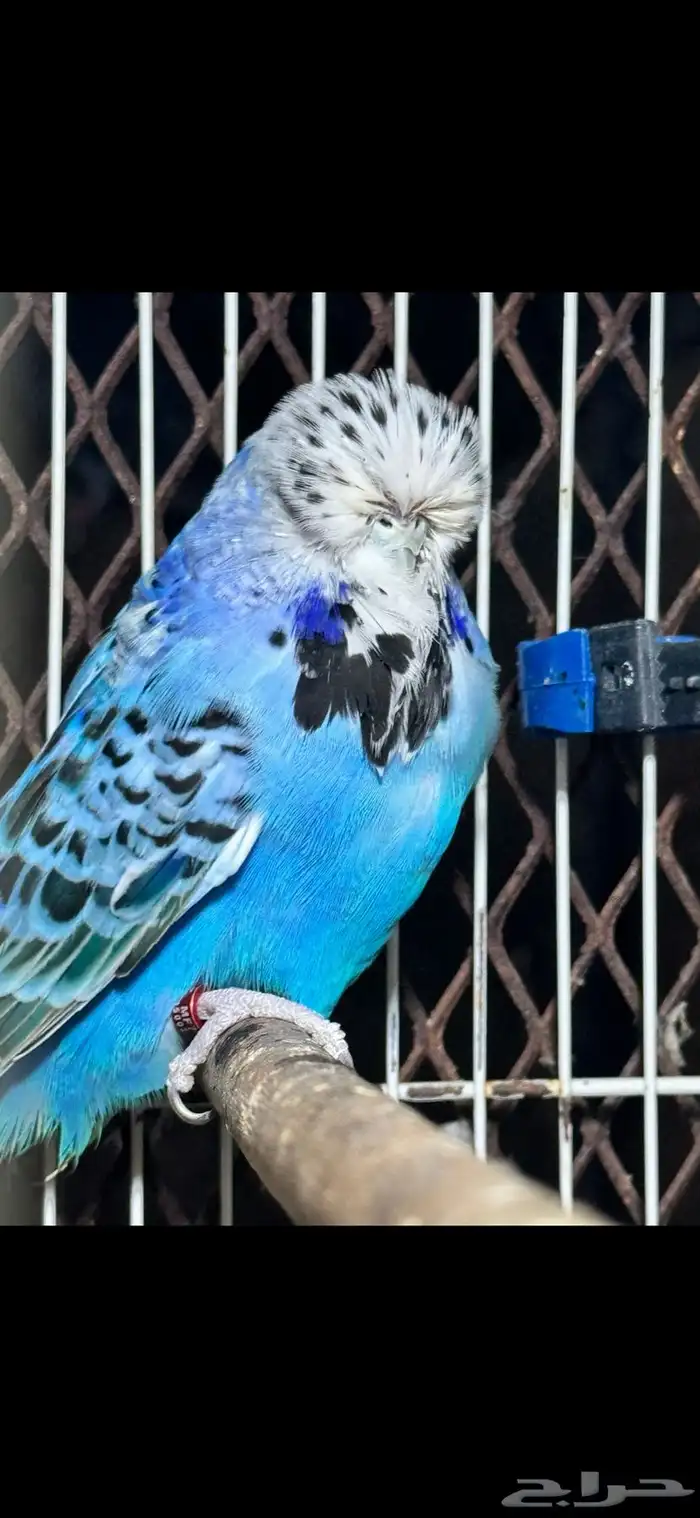 انثى بادجي انجليزي 3