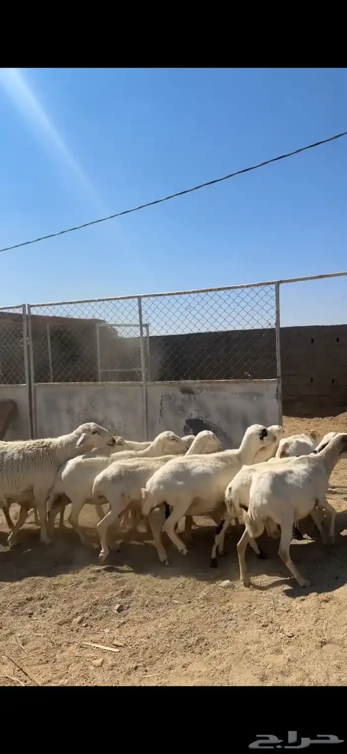 غنم دفع حصيب 0