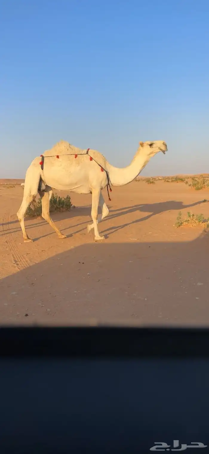 ضروبه وضحا 2