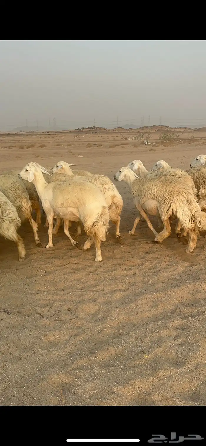 غنم حرية رخال مراح واحد وسم واحد 47 تحتها 1 3