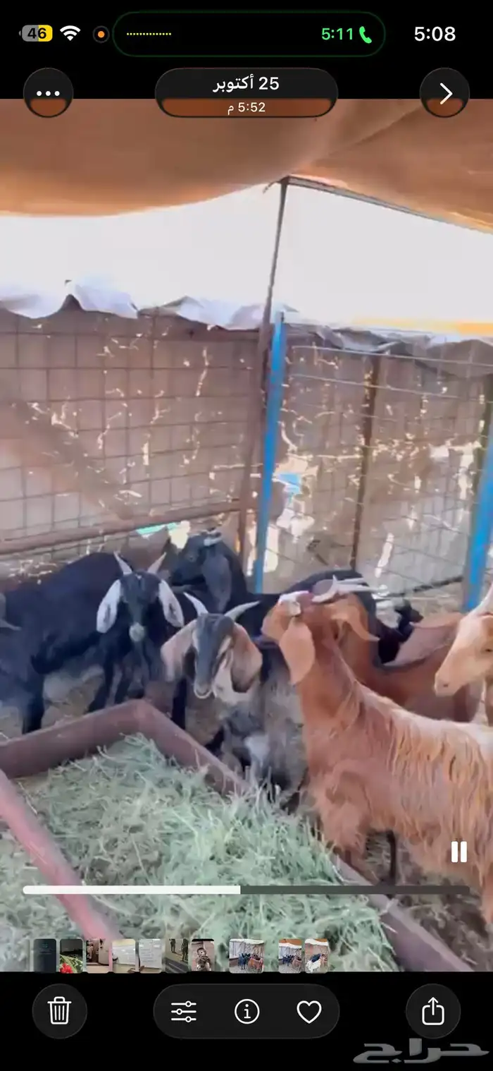 معزا مضاريع 1