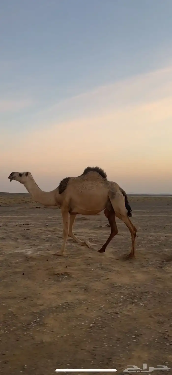 ناقه خلفه عليه قعود رماني 2