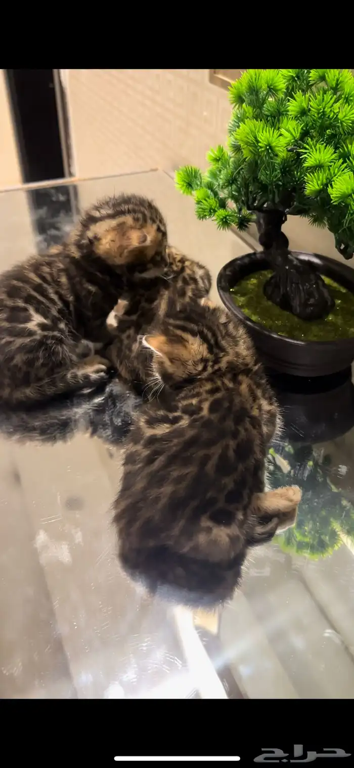 قطط بنغال براون مستويات قوية متبقي ذكر وانثى 5