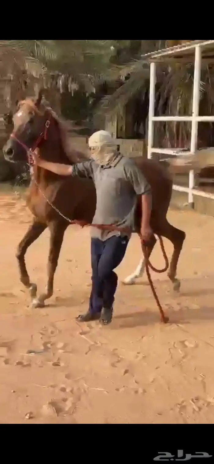 للبيع حصان معسوف وطيب وشرط الصحه   البيع سمح 7
