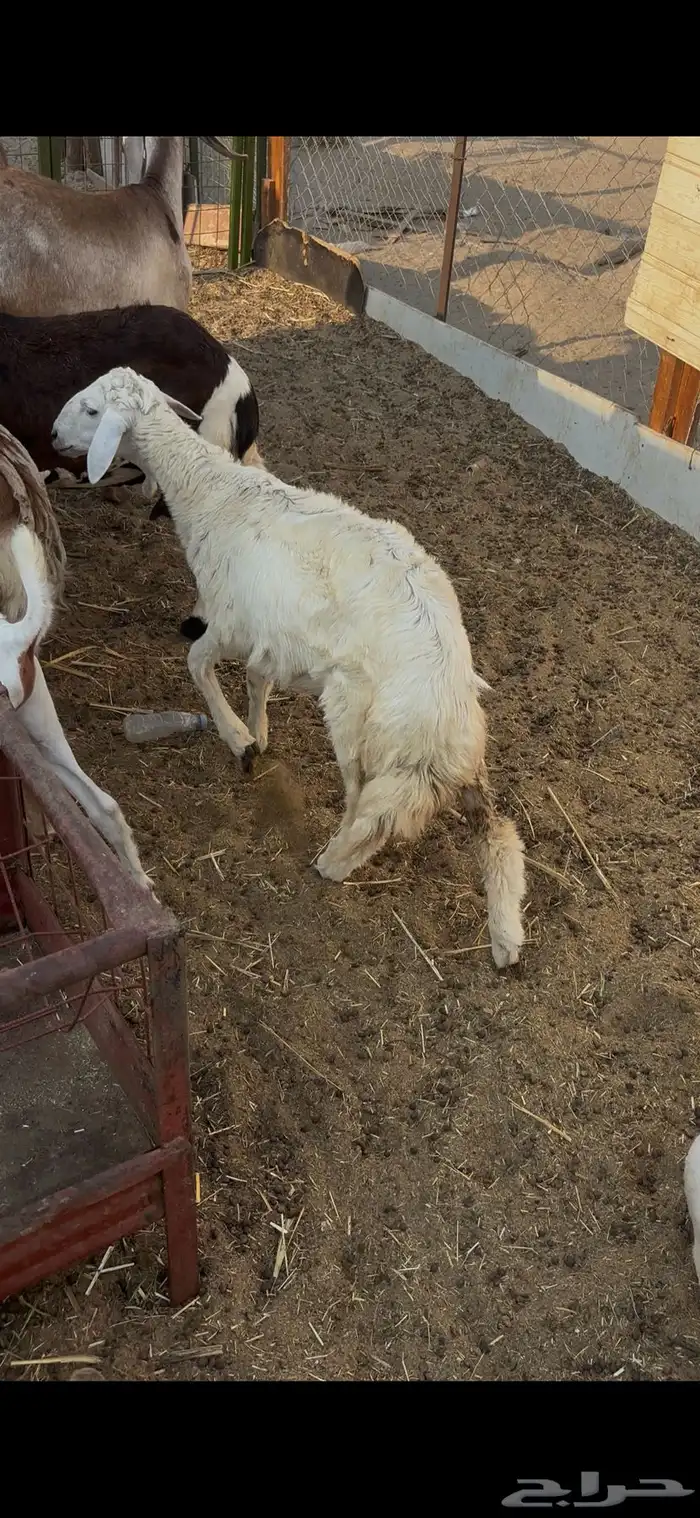 رخل حريه نضيفه ذبيحه 0